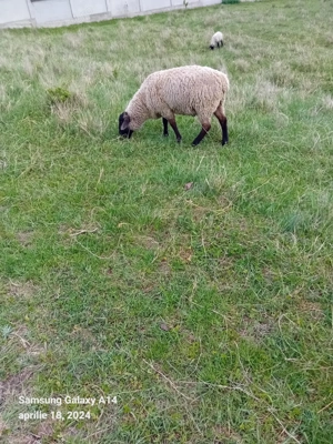 De vânzare oi si berbecuți suffolk