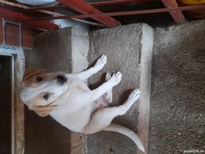 donez căței  - imagine 2