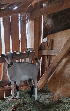 De vanzare capra  la prima fatare cu ieduta 