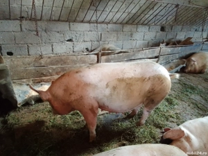 Purcea gestantă - imagine 2 Purcea gestantă - imagine 2