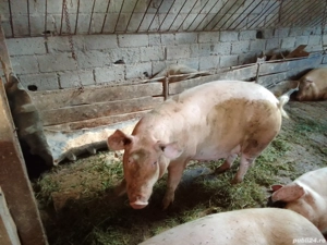 Purcea gestantă - imagine 3 Purcea gestantă - imagine 3