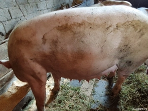 Purcea gestantă - imagine 4 Purcea gestantă - imagine 4