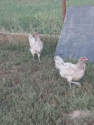 Vind cocoșii găini rasă Australorp tineret.  - imagine 2