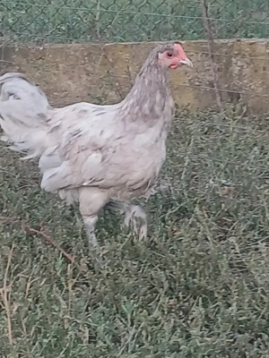 Vind cocoșii găini rasă Australorp tineret.  - imagine 3