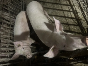 Vând porci și purcei 