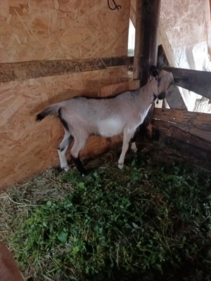 De vanzare capra  la prima fatare cu ieduta  - imagine 3