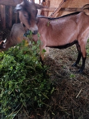 De vanzare capra  la prima fatare cu ieduta  - imagine 4