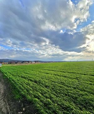 Teren arabil extravilan Dancu