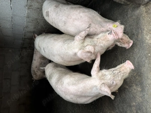 Porci de vanzare 