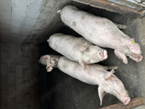 Porci de vanzare  - imagine 2