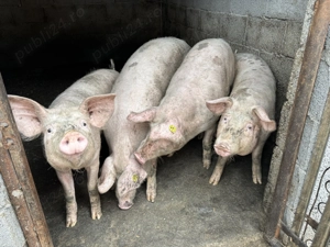 Porci de vanzare  - imagine 3