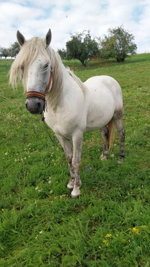 Armăsar de vanzare mai mute detalii in privat la nr  