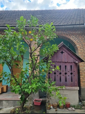 Vand lamai f mare permanent pe rod