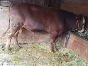 vînd tăuraș - imagine 2 vînd tăuraș - imagine 2