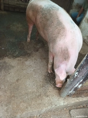 Porci de vânzare  - imagine 2