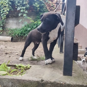 Cățea Amstaff fără pedigree