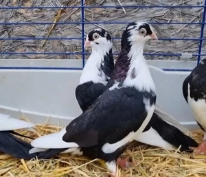 Porumbei jucatori de Galati si gusati raptori - schimb - imagine 3