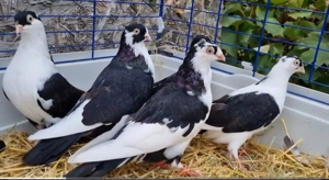 Porumbei jucatori de Galati si gusati raptori - schimb