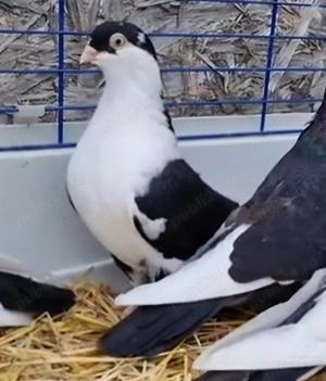 Porumbei jucatori de Galati si gusati raptori - schimb - imagine 2