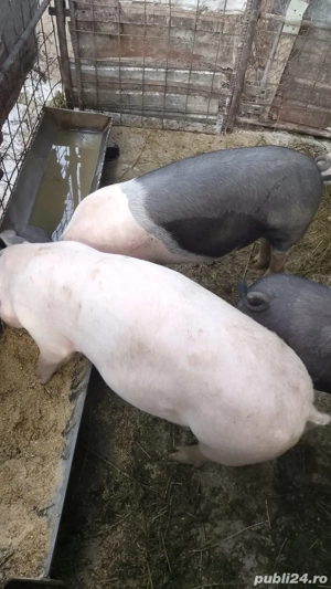 Vând porc  - imagine 2 Vând porc  - imagine 2