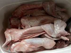 Vând iepuri bio eviscerați pentru consum 