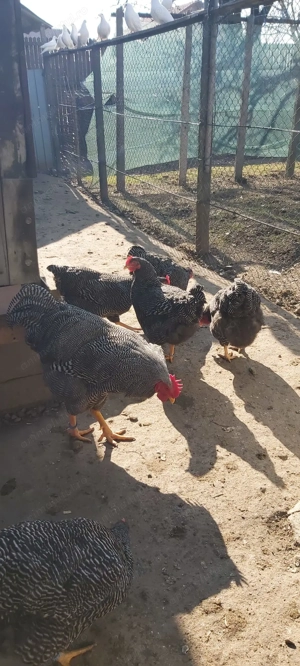 Vând găini Plymouth Rock Barat  - imagine 2 Vând găini Plymouth Rock Barat  - imagine 2