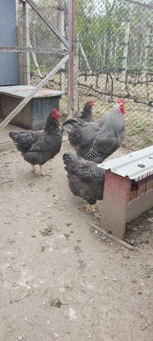 Vând găini Plymouth Rock Barat  - imagine 3 Vând găini Plymouth Rock Barat  - imagine 3