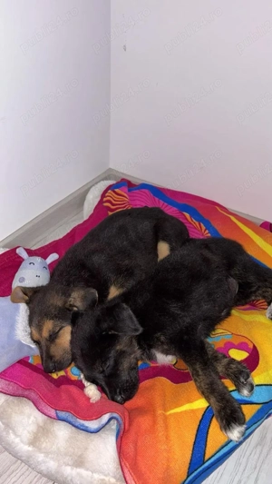 Cateluse spre adoptie