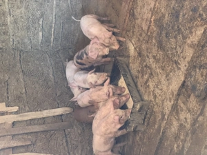 Purceluși  - imagine 2 Purceluși  - imagine 2