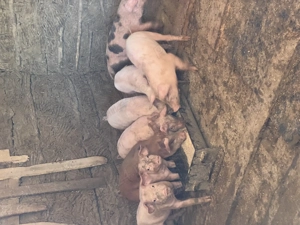 Purceluși  - imagine 3 Purceluși  - imagine 3