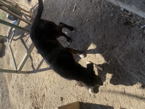 Catea Asia ciobănească  4 luni