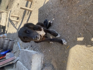  Catea Asia ciobănească  4 luni  - imagine 2