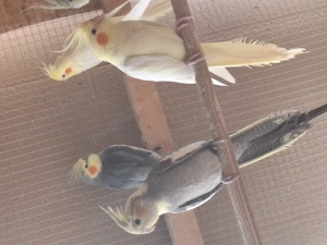 Vand papagali nimfe tineret