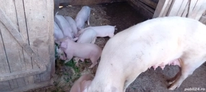 Purcei frumoși  - imagine 2