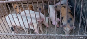 Purcei frumoși  - imagine 5