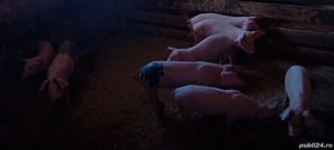 Purcei frumoși  - imagine 3