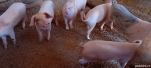 Purcei frumoși  - imagine 4