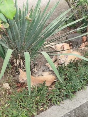 Ofer spre adopție pisici 