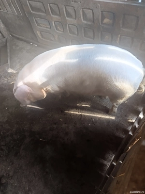 vand porci  - imagine 2