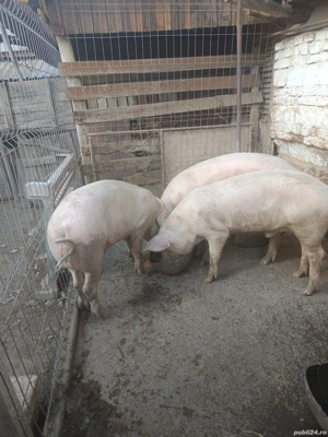 vand porci  - imagine 4