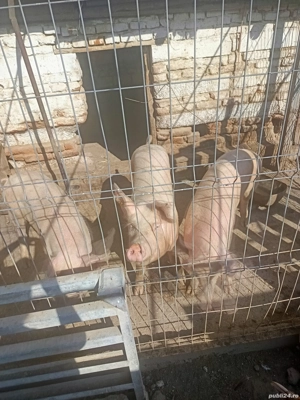 vand porci  - imagine 3