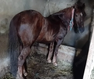 Iapă de 11 ani de vânzare 