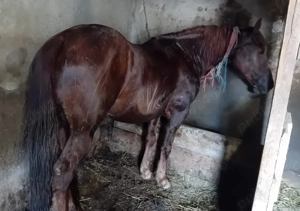 Iapă de 11 ani de vânzare  - imagine 2