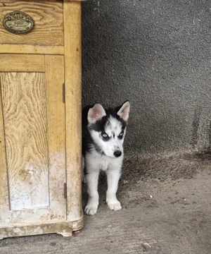 Câini husky siberian 