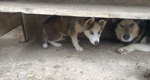 Câini husky siberian  - imagine 3 Câini husky siberian  - imagine 3