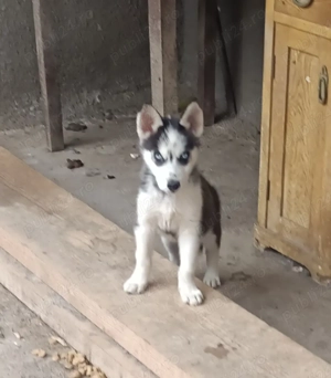 Câini husky siberian  - imagine 2 Câini husky siberian  - imagine 2