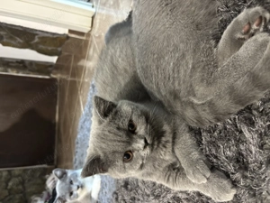 Pui British Shorthair - imagine 5