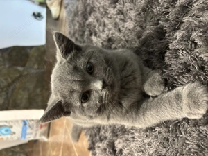 Pui British Shorthair - imagine 2