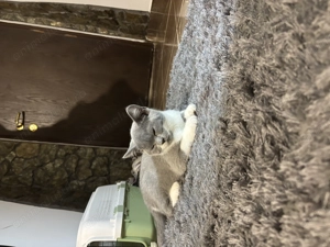 Pui British Shorthair - imagine 4