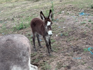 Vând măgăriță cu pui si măgar 